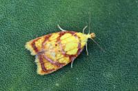 Acleris bergmanniana