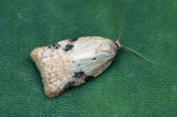 Acleris ferrugana/notana