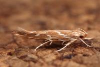 Pyroderces argyrogrammos