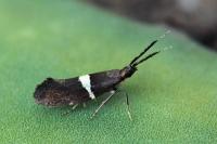 Eidophasia messingiella