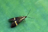 Nemophora degeerella