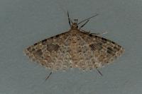 Alucita hexadactyla