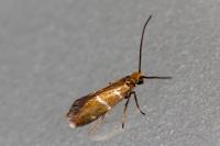 Micropterix aruncella