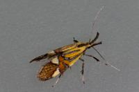 Alabonia geoffrella