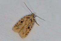 Agonopterix arenella