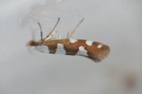 Argyresthia brockeella