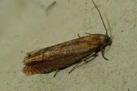 Lathronympha strigana