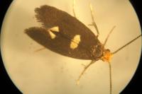 Incurvaria masculella