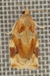 Archips xylosteana