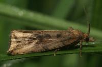 Endothenia quadrimaculana