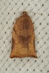 Archips podana