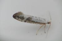 Argyresthia retinella