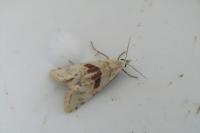 Cochylimorpha