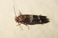 Mompha subbistrigella