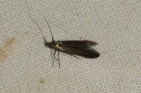 Coleophora