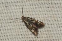 Elachista utonella
