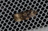 Endothenia gr. gentianaeana