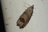 Notocelia uddmanniana