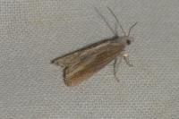 Eucosma obumbratana