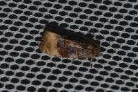 Hedya ochroleucana