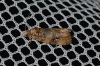 Lobesia botrana