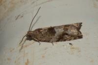 Rhopobota naevana