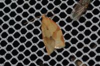 Clepsis consimilana