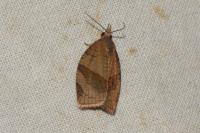 Pandemis dumetana