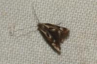 Elachista utonella