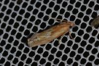 Eucosma gr. cana