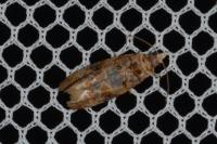 Lobesia botrana