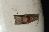Rhopobota naevana