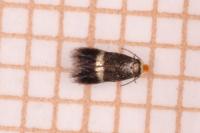 Stigmella glutinosae