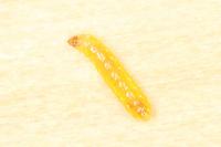 Stigmella glutinosae