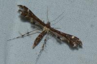 Capperia britanniodactyla