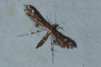 Capperia britanniodactyla