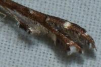 Capperia britanniodactyla