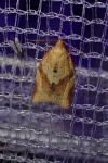 Clepsis consimilana