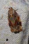 Archips xylosteana