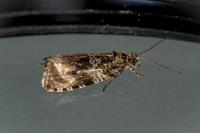Celypha lacunana