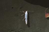Argyresthia retinella
