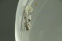Epinotia bilunana