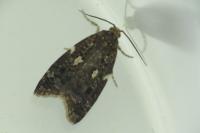 Olindia schumacherana