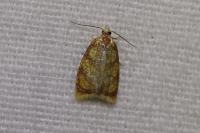 Acleris bergmanniana