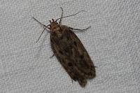 Hofmannophila pseudospretella