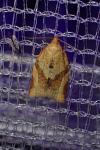Clepsis consimilana