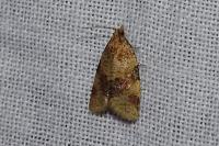Epagoge grotiana