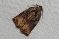 Archips podana