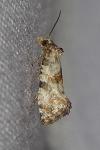 Neocochylis hybridella