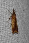 Dichomeris ustalella